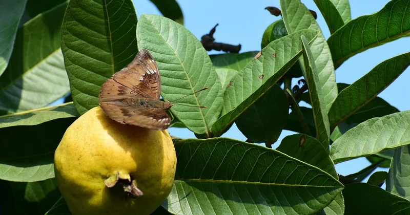 Où trouver des insectes comestibles, concrètement