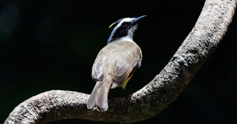 Où voir des animaux au Costa Rica sans les déranger