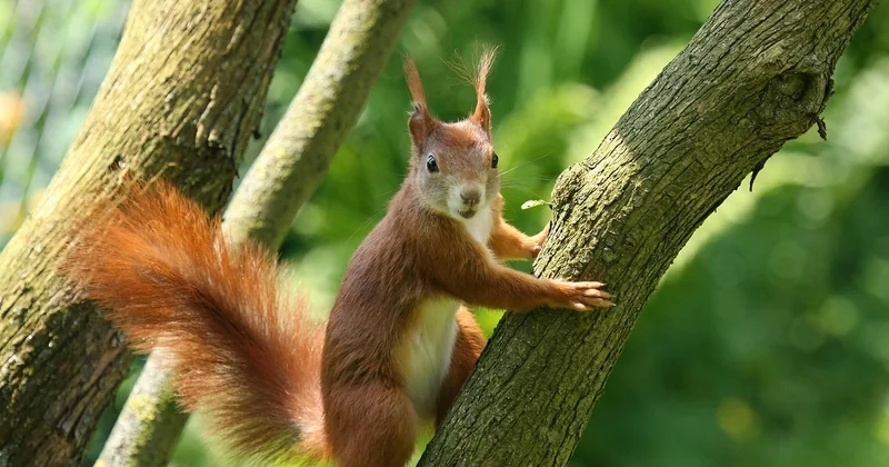 Comment reconnaître une observation éthique d'un zoo à ciel ouvert