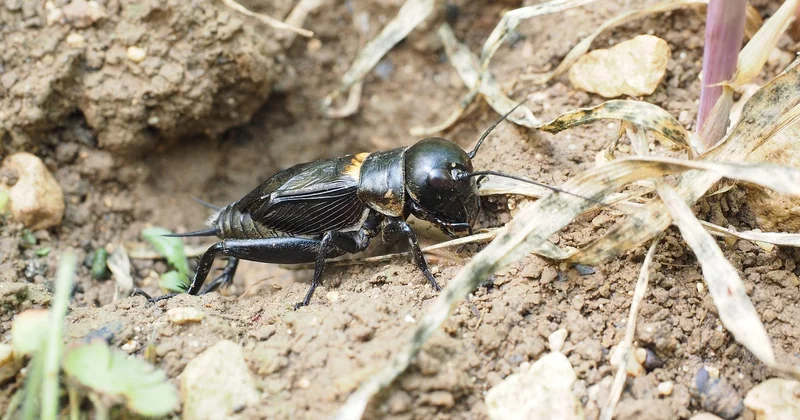 Quel est le pays où l'on mange des insectes ?